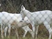Ghost Deer Haunt York Cold Bomb Site Under Threat from Developers