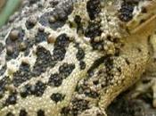 Biologists Brought Wyoming Toads Back From Brink Extinction