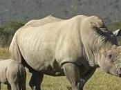 Facts About Wildlife Trafficking United States