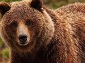 Grizzly Bears Solitary Animal