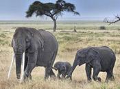 Extinction Looms, Elephants Calls Tighter International Controls Protect