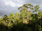 Scientists Deforestation Threaten Staggering Half Amazon Tree Species with Extinction