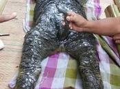 Creepy Creature Found Thailand Crocodile Head Buffalo Legs