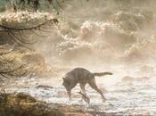 Commentary Wildlife Defence League: Government Stoops Wolf Cull