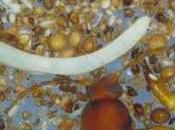 Enhancing Soils’ Biodiversity Improve Human Health