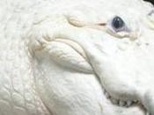 Rare Unusual Crocodiles Alligators