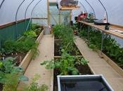 Polytunnel Progress November