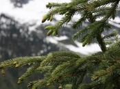Coniferous Forests: Location, Temperature, Precipitation, Plants Animals