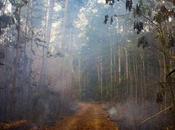 Brazil, Deforestation Risk Tree Extinction