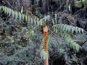 From Railroads Internet, Same Land