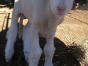 Jesus Perform Sacrifices Temple?