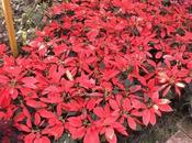 Shopping First Christmas Tree