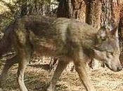 Another Gray Wolf Pack Identified Methow Valley Exposing Game