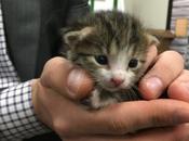 Tiny Kitten Rescued from Conveyor Belt Recycling Plant