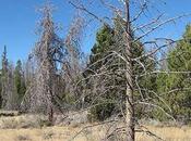 Paper Estimates Widespread Tree Death Southwestern Forests Under Global Warming Scenarios