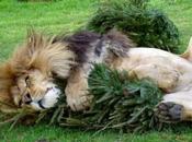 Animals Enjoying Christmas Trees