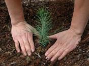 What Carbon Credits They Work?