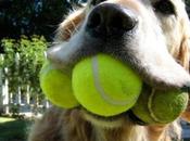 Dogs With Balls Their Mouths