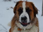 Photos: Mountain Dogs Enjoying First Snow Ontario