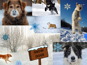 Photos: Funny Snow Dogs Enjoying Winter Weather