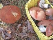 Wild Boletus Mushroom Pumpkin Pappardelle Porcini Zucca
