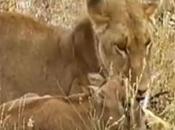 Lioness Adopts Baby Antelope