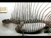 2015 Review: Asteroid