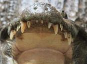 DAILY PHOTO: How’d Like Crocodile Dentist?