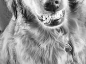 Sunday Smiles Snarls? #blackandwhitesunday