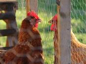 Integrate Chickens Flock