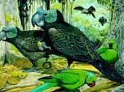Cranky Parrots? Weird Island Animals Described Long-Lost Report