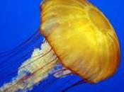 Featured Animal: Jellyfish