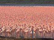 Welcome Flamingo City