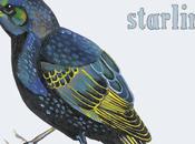 This Many Boyfriends Starling