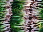 Calçot Eating Contest Catalonia