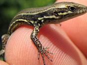 Baby Lizards That Palm Your Hand