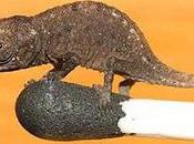 Smallest Reptile Planet Found Madagascar Chameleon