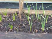 Garlic, Shallots Good Weather