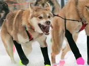 Hugh Neff Wins 2012 Yukon Quest