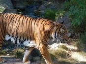 Featured Animal: Indochinese Tiger