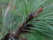 Plant Week: Pinus Ponderosa