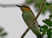 Featured Animal: Green Bee-Eater