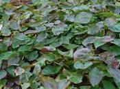 Plant Week: Epimedium Versicolor ‘Sulphureum’