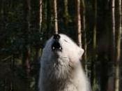 Featured Animal: Arctic Wolf