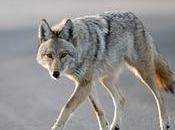 Inside Agency Charged with Killing ‘mindboggling’ Number Animals