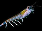 NOVA Documentary Examines Declining Krill Populations Southern Ocean (VIDEO)