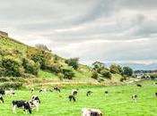 Unexpected Living Treasures Ireland