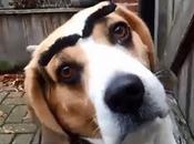 Facially Expressive Dogs With Eyebrows