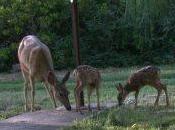 Usual Nino Pacific Storm Track Being Pulled North Arctic Warming?