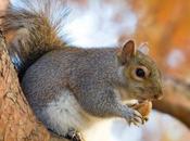 Save Hundreds Thousands Squirrels From Being Murdered